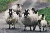 sheep ini road